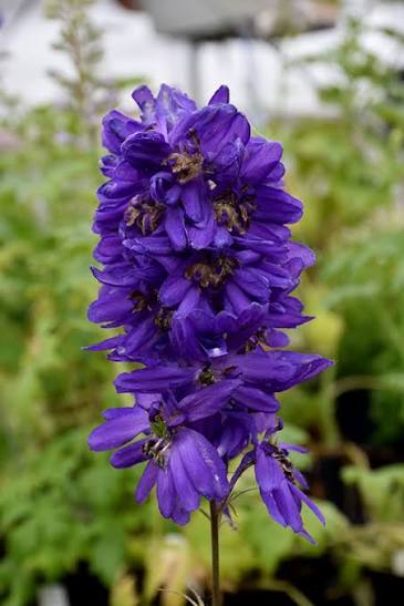 Delphinium elatum 'Delphina Dark Blue Black Bee' (Delphina Dark Blue Black Bee Delphinium)