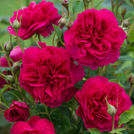 Rosa 'Thomas à Becket' (Thomas à Becket English Rose)