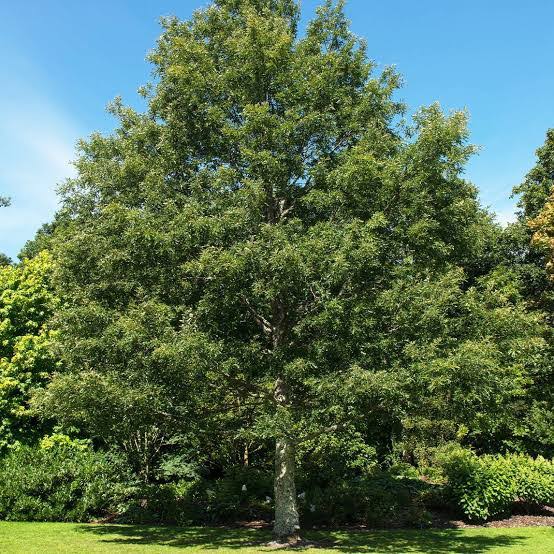 Quercus cerris (Turkey Oak)