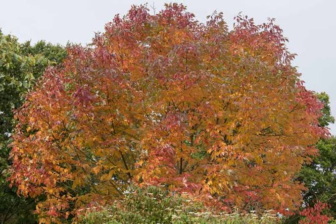 Fraxinus americana (White Ash)