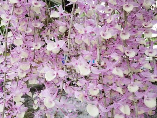 Dendrobium Soft Cane (Soft Cane Dendrobium)