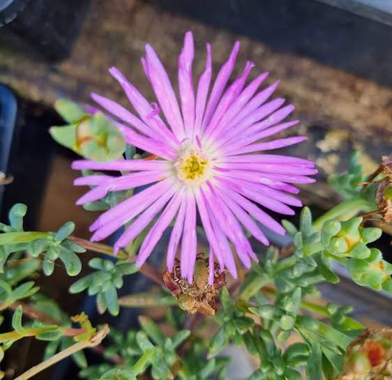 Mesembryanthemum Hybrida 'Mauve' (Mauve Pigface)