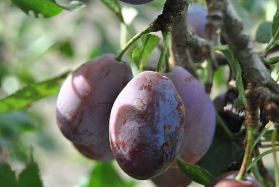 Prunus Domestica 'D'Agen' (Dwarf Prune Plum)