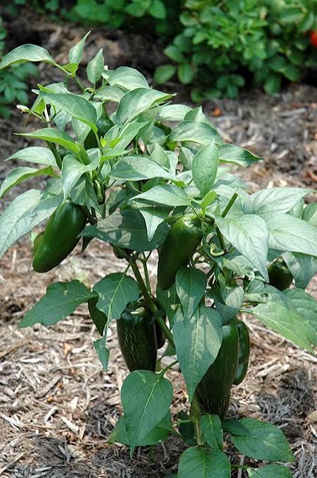 Capsicum Annuum (Jalapeno Chilli)