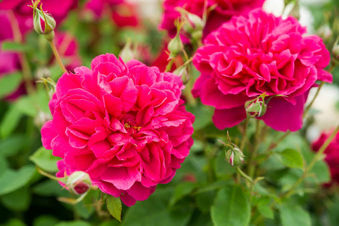 Rosa 'Thomas à Becket' (Thomas à Becket English Rose)