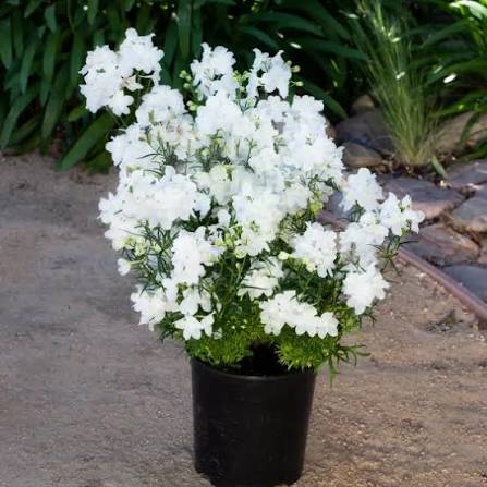 Delphinium elatum 'Hunky Dory White' (Hunky Dory White Delphinium)