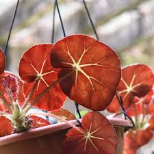 Begonia Erythrophylla (Beefsteak Begonia)
