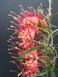 Grevillea ‘Sid Reynolds’ (Sid Reynolds Grevillea)