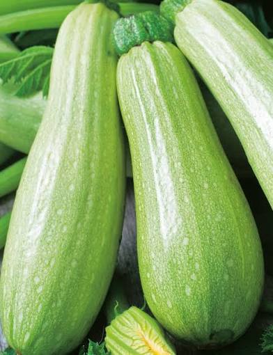 Cucurbita Pepo (Lebanese Zucchini)