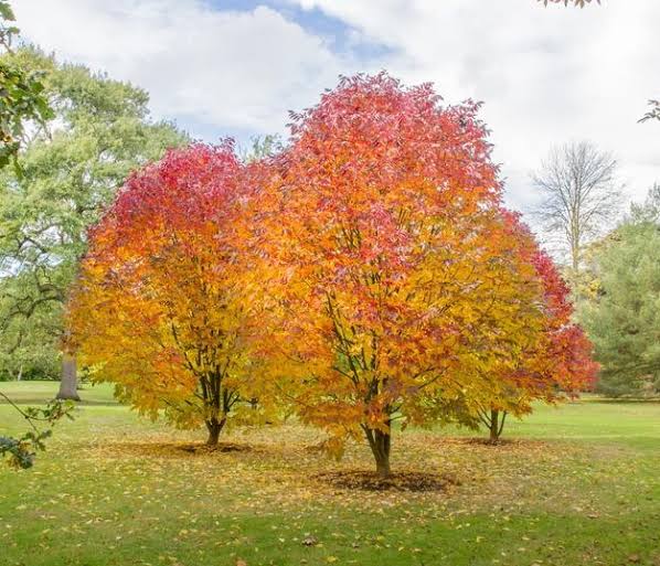 Fraxinus americana (White Ash)