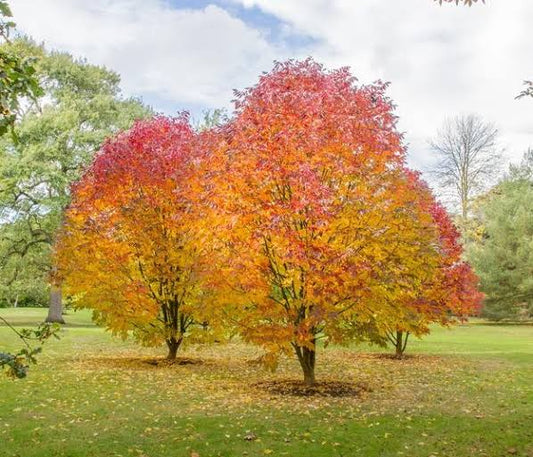 Fraxinus americana (White Ash)