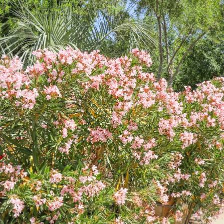 Nerium Oleander 'Dwarf Pink' (Dwarf Pink Oleander)