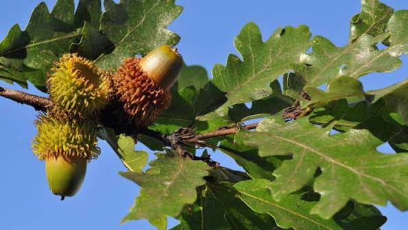 Quercus cerris (Turkey Oak)