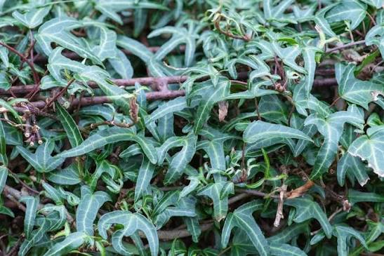 Hedera Canariensis (Canary Island Ivy – Tripod Standard)