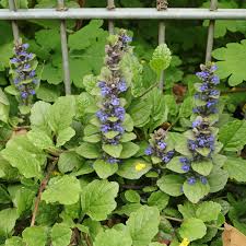 Ajuga Reptans (Carpet Bugle)