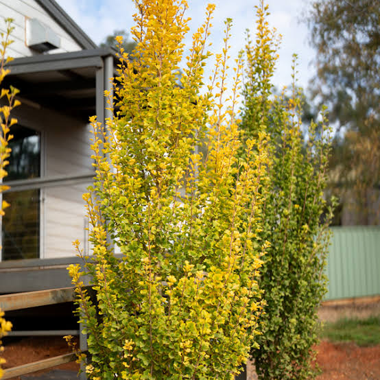 Ginkgo biloba 'Menhir' (Lemonlime Spire® Ginkgo)