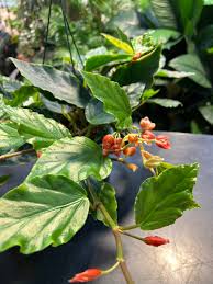 Begonia Glaucophylla (Trailing Begonia)