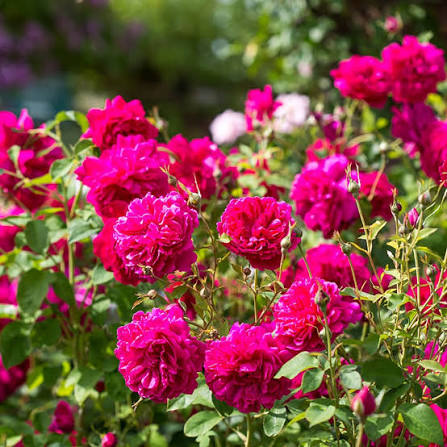 Rosa 'Thomas à Becket' (Thomas à Becket English Rose)