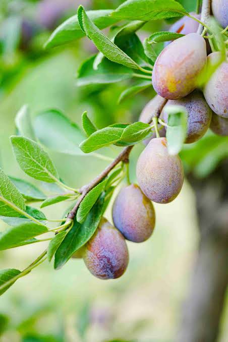 Prunus Domestica 'D'Agen' (Dwarf Prune Plum)