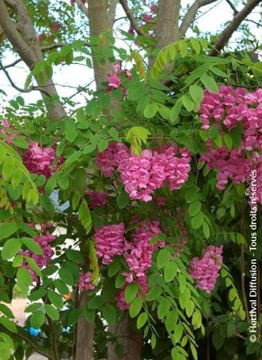 Robinia × margaretta 'Casque Rouge' (Casque Rouge Wisteria Tree)