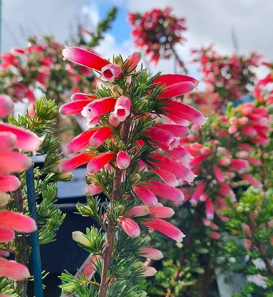 Erica ‘Ruby Pearl’ (Ruby Pearl Winter Heath)
