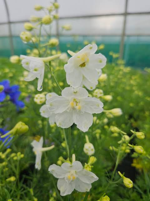 Delphinium elatum 'Hunky Dory White' (Hunky Dory White Delphinium)