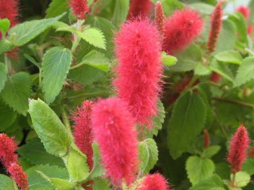 Acalypha Reptans (Red Cats Tail)