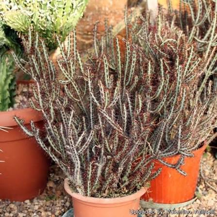 Euphorbia aeruginosa (Miniature Saguaro)