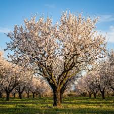 Prunus Dulcis (Self-Pollinating Almond)