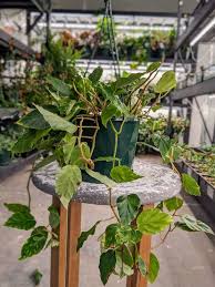 Begonia Glaucophylla (Trailing Begonia)