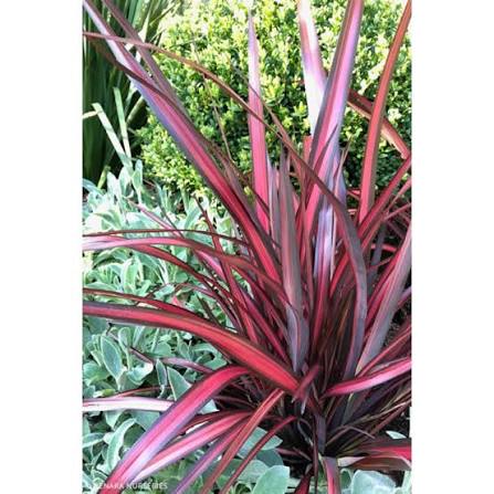 Phormium 'Blazing Red' (Blazing Red New Zealand Flax)