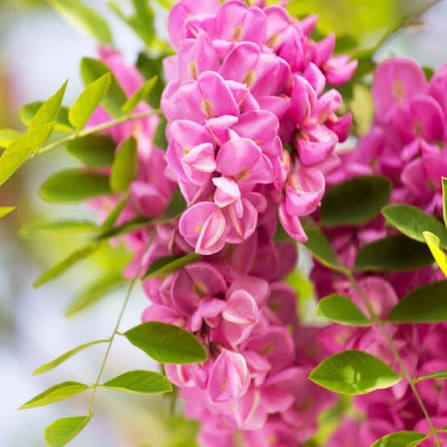 Robinia × margaretta 'Casque Rouge' (Casque Rouge Wisteria Tree)