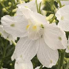 Delphinium elatum 'Hunky Dory White' (Hunky Dory White Delphinium)