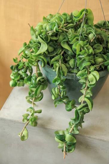 Hoya Carnosa (Wax Plant – Hanging Basket)