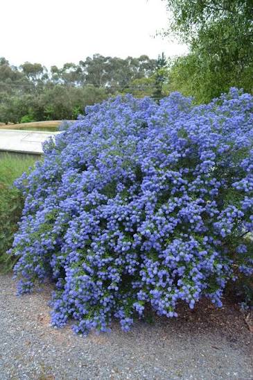 Ceanothus 'Blue Pacific' (Blue Pacific Californian Lilac)