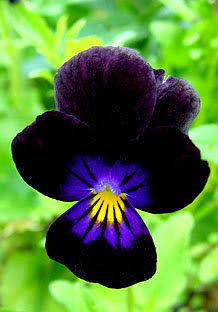 Viola Cornuta 'Sawyers Black' (Sawyers Black Viola)