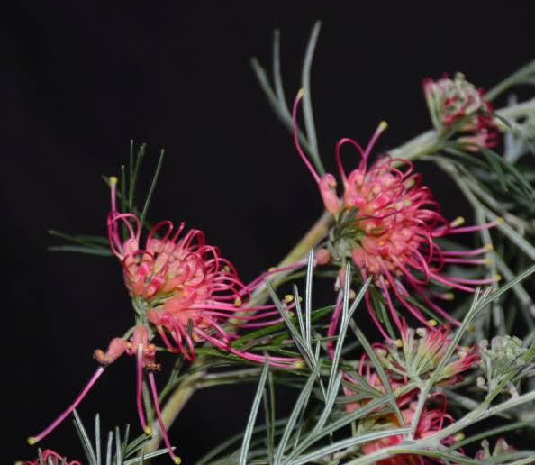 Grevillea ‘Winpara Gem’ (Winpara Gem Grevillea)