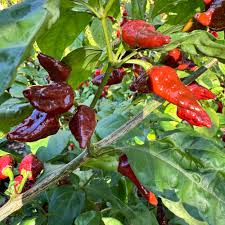 Capsicum Chinense (Jolokia Chocolate Chilli)