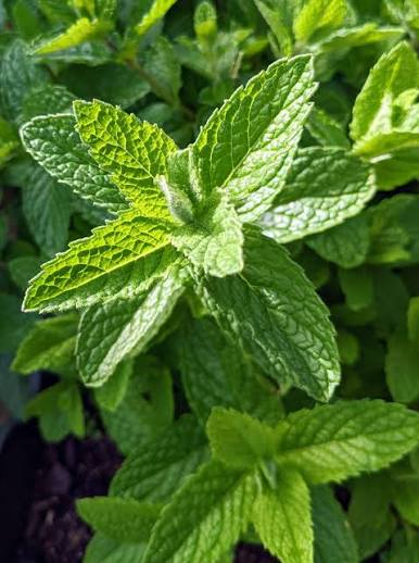 Mentha × piperita 'Old Fashioned' (Old Fashioned Mint)