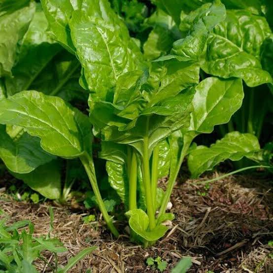 Spinacia Oleracea (English Spinach)