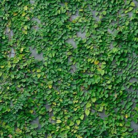 Ficus pumila (Creeping Fig – Ladder Topiary)