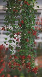 Aeschynanthus 'Tricolour' (Tricolour Lipstick Plant)