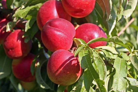 Prunus Persica var. Nucipersica 'Royal Gem' (Dwarf Royal Gem Nectarine)