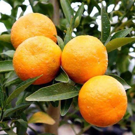 Citrus reticulata 'Emperor' (Espaliered Emperor Mandarin)