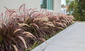 Pennisetum Setaceum 'Rubrum' (Purple Fountain Grass)
