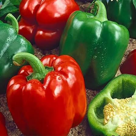Capsicum Annuum (Californian Wonder Capsicum)