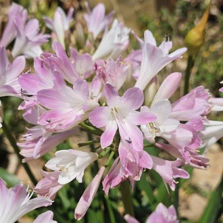 Agapanthus Hybrid 'Blush Pink' (Pink African Lily)