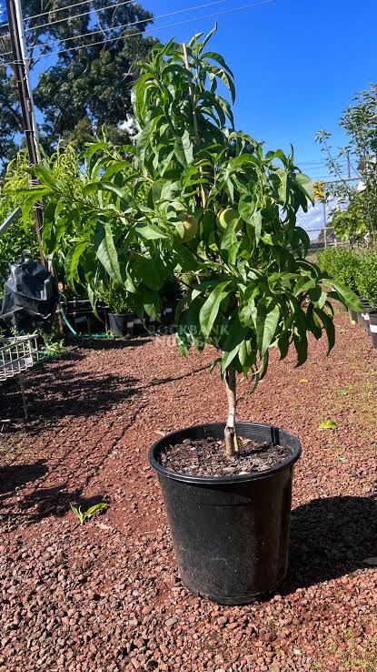 Prunus Persica var. Nucipersica 'Early Rivers' (Dwarf Early Rivers Nectarine)