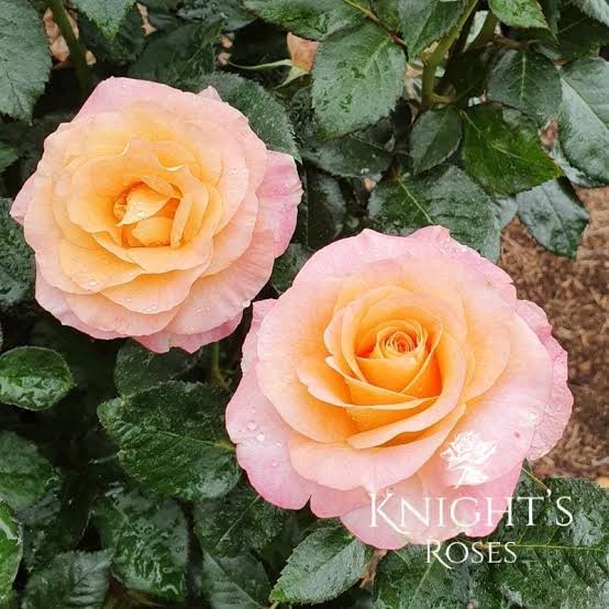 Rosa 'Daybreaker' (Daybreaker Rose)
