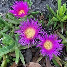 Carpobrotus Glaucescens (Purple Pigface)